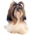 Shih Tzu small dog breed