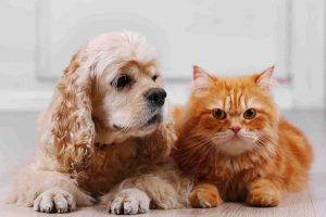 American cocker spaniel and a cat