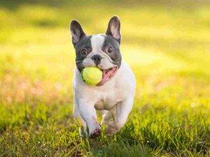 Photo of a frenchie running with a ball