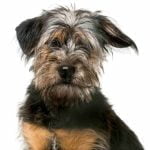 Cute dorkie dog with floppy ears and a long, shaggy coat.
