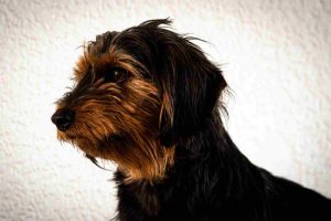 Photo of a black and tan dorkie dog from a side view. This dog looks very much like both of his orign breeds - the dachshund and the yorkshire terrier with his long, silky coat and small stature. You can see the dachshund in the longer nose and floppy ears.