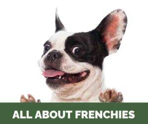 Photo of an adorable black and white French Bulldog (Frencie) with a big grin on his face holding up a green sign that says ALL ABOUT FRENCHIES