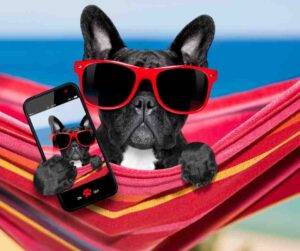 A photo of a cute French Bulldog or Frenchie wearing red sunglasses sitting in a red hammock and looking at a photo of himself on a cell phone