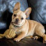 French bulldog photo