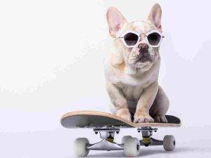 French bulldog on skateboard