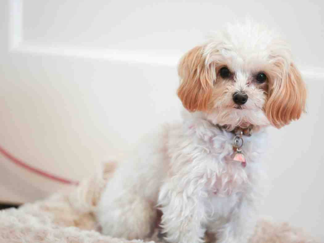 Cute maltipoo showing the curly coat and color variation