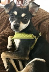 5 yo chihuahua loses elderly owner - loving home urgently sought in new braunfels texas