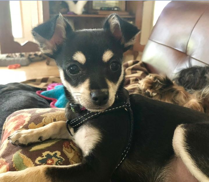 5 yo chihuahua loses elderly owner - loving home urgently sought in new braunfels texas