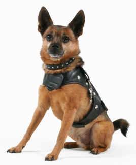 Photo of a dog wearing a leather vest and a spiked collar