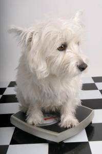 Photo of a west highland white terrier on a scale to represent the problem of obesity in dogs