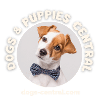 LOGO FOR DOGS CENTRAL WITH A CUTE DOG WEARING A GRAY BOWTIE