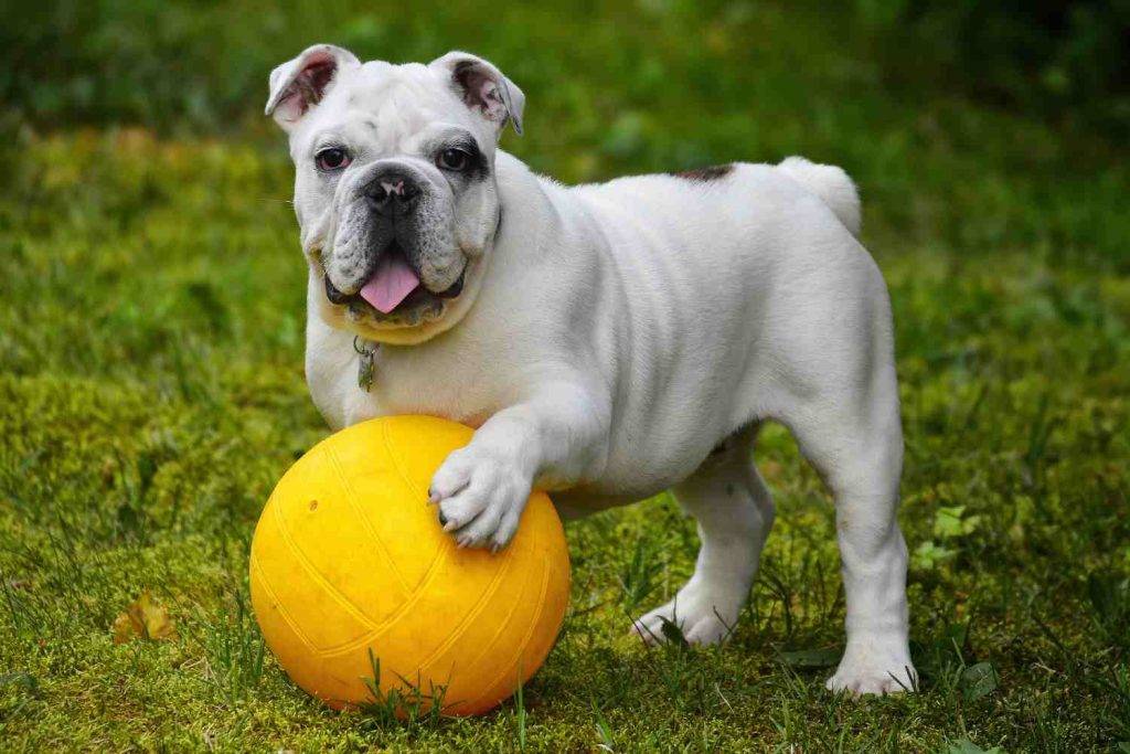 English Bulldogs are one of the more popular medium dog breeds. Here, a cute bulldog is playing with a giant yellow ball.