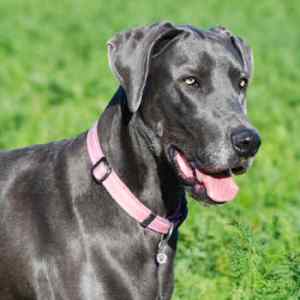 Photo of a Great Dane, a popular giant breed of dog.