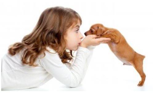 Cute small breed dog with little girl.