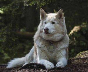 Photo of a beautiful white with sable coloring wolf hybrid dog (wolfdog) sitting in a natural setting.