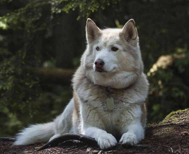 Wolf hybrid dogs - all about the wolfdog breed 4 Wolf hybrid dogs – all about the wolfdog breed