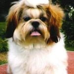 Photo of a shih tzu dog