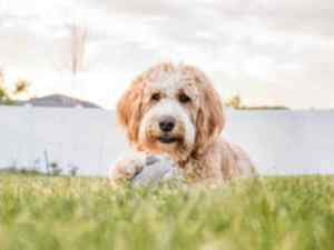 An apricot colored bernedoodle dog rests on a grassy lawn.