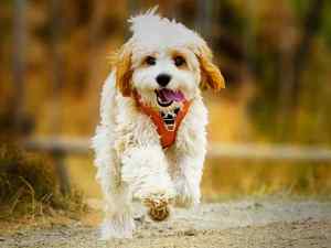An adorable apricot colored bernadoodle puppy wearing a red harness runs towards the camera