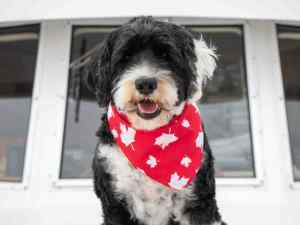 Photo of a black and white bernedoodle dog wearing a bright red and white bandana.