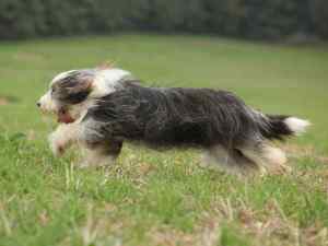 Photo of an adult bernedoodle dog running like the wind on a grassy field
