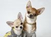 Photo of two chihuahua dogs
