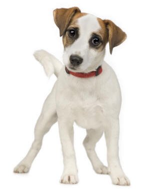 Jack russell terriers -all about the jack russel terrier dog breed