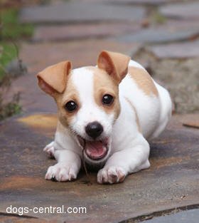 Jack russell terrier dog