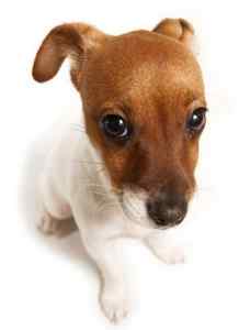 Jack russell terriers -all about the jack russel terrier dog breed