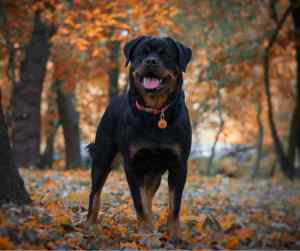 Rottweiler dog outdoors in autumn with leaves on ground.