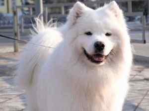 Handssome american eskimo dog looks smiling into the camera.