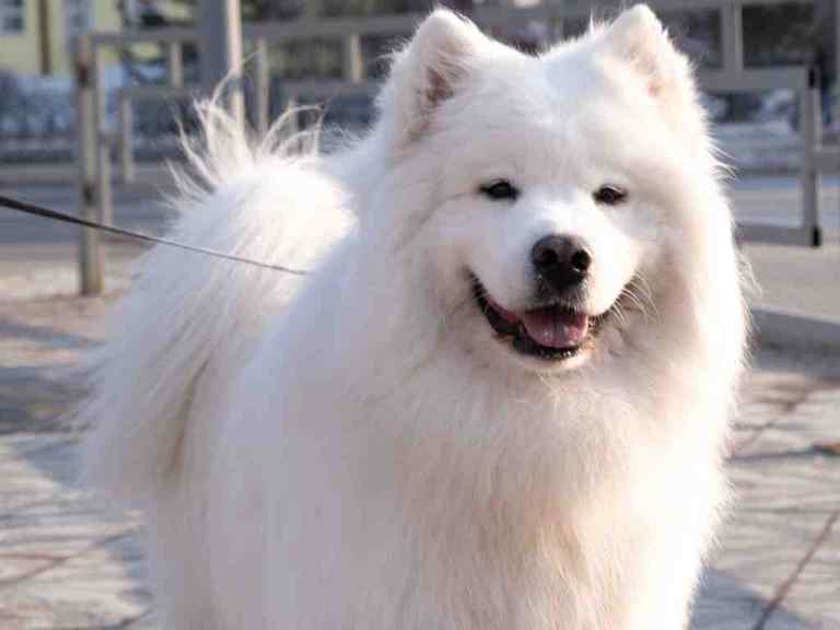 American eskimo dog names suggestions - 150 names for your male female eskie 5 American eskimo dog names suggestions – 150 names for your male female eskie