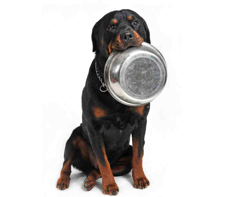 Rottweiler nutrition image - dog carries giant silver bowl in mouth.