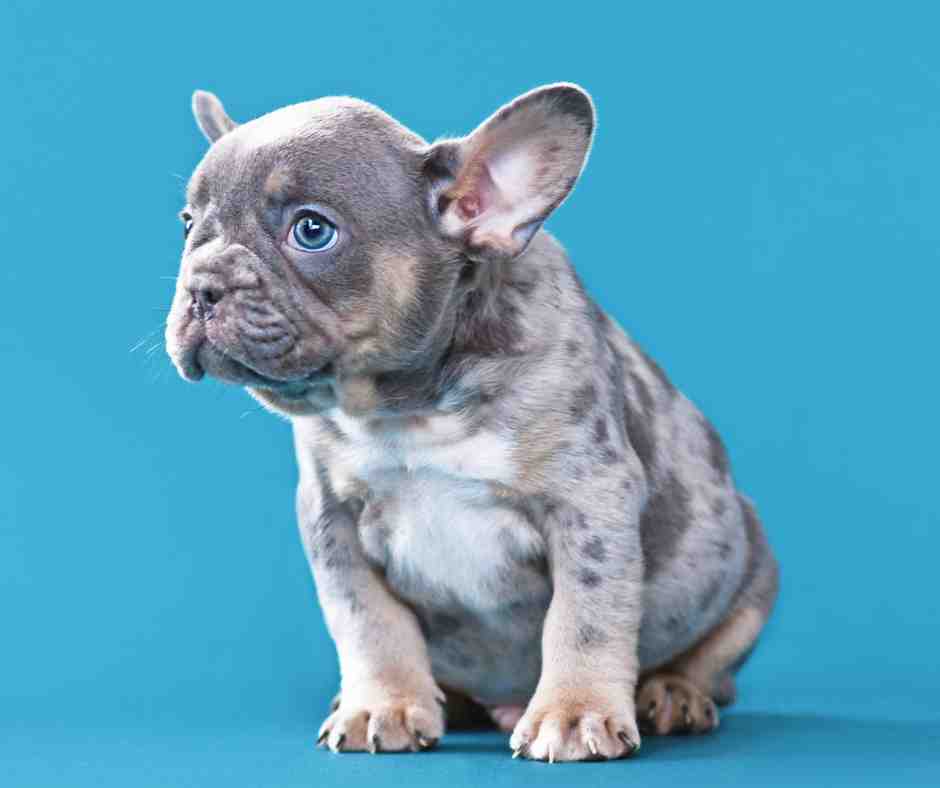 Adorable adorable french bulldog puppy on a blue background puppy has a very unique dilute gray brindle coat