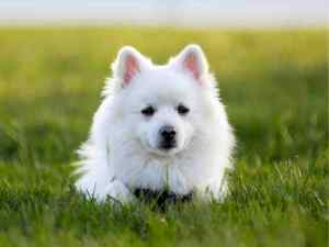 Cute toy american eskimo dog sits on a lawn of very green grass, looking at whomever is behind the camera.
