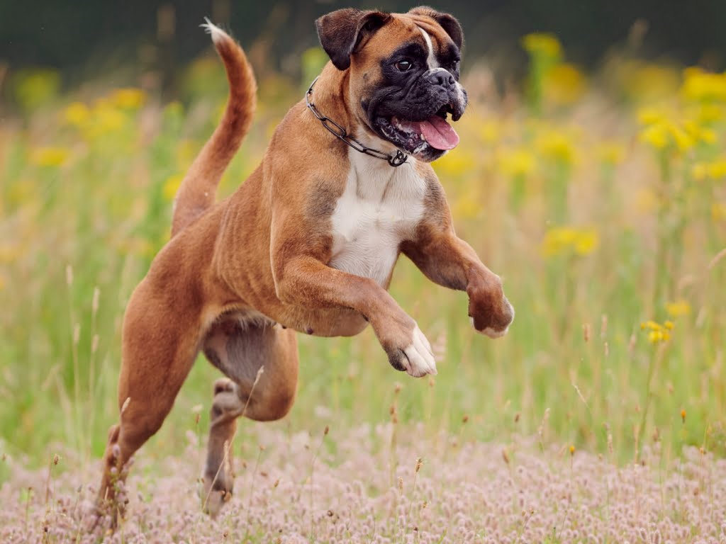 Boxer Dog Bounding showing the high level of athleticism and muscular build on the breed.