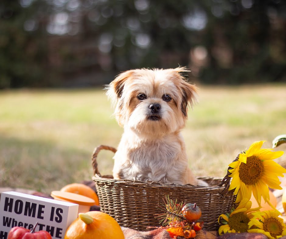 Cute fluffy dog photographed at Thanksgiving sitting in a basket Outdoors surrounded by dried sunflowers
