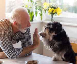 Let's give thanks for dogs: honoring our furry companions this thanksgiving