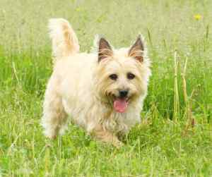Cairn terriers - all about the cairn terrier dog breed