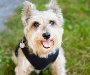 Adorable little tan colored cairn terrier dog wearing a blue harness smiling at the camera