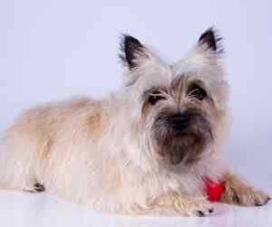 Cairn terriers - all about the cairn terrier dog breed