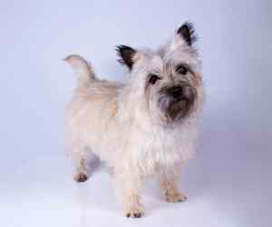 Cairn terriers - all about the cairn terrier dog breed