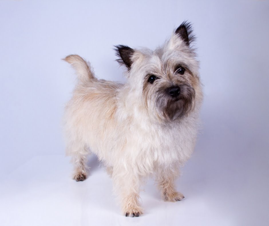 Top 20 questions & answers about cairn terriers