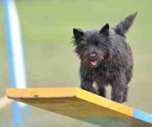 Cairn terriers - all about the cairn terrier dog breed