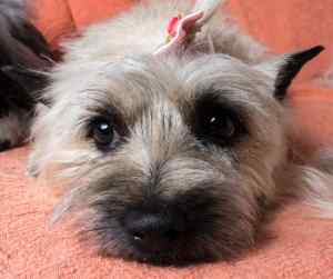 Cairn terriers - all about the cairn terrier dog breed