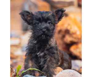 Cairn terriers - all about the cairn terrier dog breed