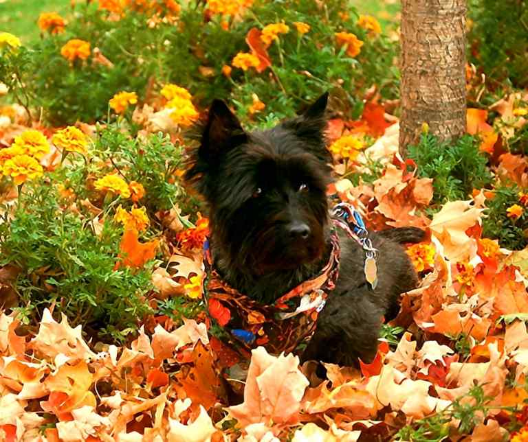 Cairn terriers - all about the cairn terrier dog breed 5 Cairn terriers – all about the cairn terrier dog breed