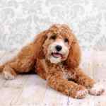 Cockapoos – all about the cockapoo dog breed