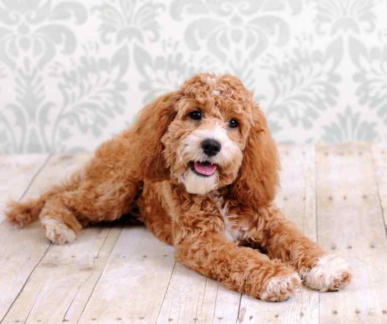 Cockapoos - all about the cockapoo dog breed 3 Cockapoos – all about the cockapoo dog breed