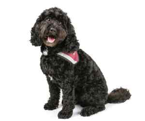 Cockapoos - all about the cockapoo dog breed